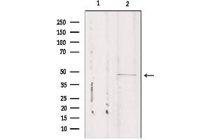 Western blot analysis of extracts from Mouse cancer, using CSTF1 Antibody.