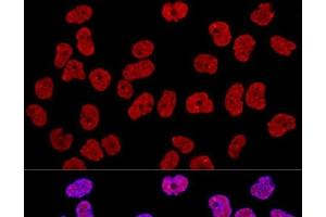 Immunofluorescence (IF) image for anti-KH Domain Containing, RNA Binding, Signal Transduction Associated 1 (KHDRBS1) antibody (ABIN7261952)