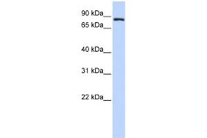 WB Suggested Anti-TFR2 Antibody Titration:  0. (Transferrin Receptor 2 抗体  (Middle Region))