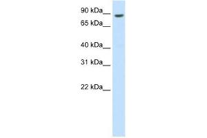 BRF1 antibody used at 0. (BRF1 抗体  (C-Term))