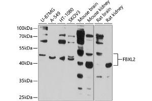 Western blot analysis of extracts of various cell lines, using FBXL2 antibody (ABIN6130377, ABIN6140508, ABIN6140509 and ABIN6214495) at 1:1000 dilution. (FBXL2 抗体  (AA 120-240))