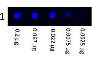 Image no. 1 for Mouse anti-Human IgG (Whole Molecule) antibody (FITC) (ABIN1102306) (小鼠 anti-人 IgG (Whole Molecule) Antibody (FITC))