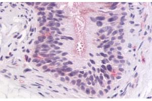 Anti-GPR64 antibody IHC staining of human epididymis. (Adhesion G-Protein Coupled Receptor G2 (ADGRG2) (C-Term) 抗体)