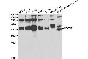 Western blot analysis of extracts of various cell lines, using NFKBIB antibody (ABIN5973399) at 1/1000 dilution. (NFKBIB 抗体)