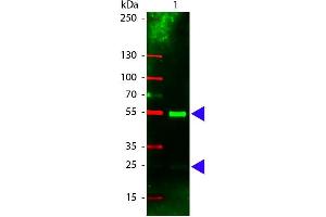 Western Blot of Rhodamine conjugated Rabbit anti-Swine IgG antibody. (兔 anti-Pig IgG (Heavy & Light Chain) Antibody (TRITC) - Preadsorbed)