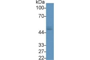 Western Blotting (WB) image for anti-Solute Carrier Family 2 (Facilitated Glucose Transporter), Member 1 (SLC2A1) (AA 251-329) antibody (ABIN7426217)