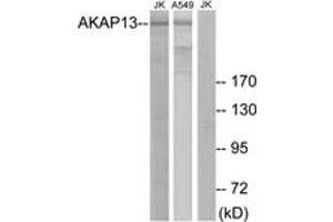 Western Blotting (WB) image for anti-A Kinase (PRKA) Anchor Protein 13 (AKAP13) (AA 721-770) antibody (ABIN2889562) (AKAP13 抗体  (AA 721-770))