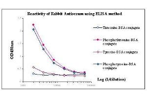 Image no. 1 for anti-Phosphothreonine antibody (ABIN346959) (Phosphothreonine 抗体)