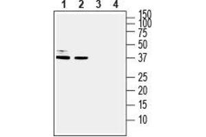 Western blot analysis of human U-87 MG glioblastoma cell line lysate (lanes 1 and 3) and human HT-29 colorectal adenocarcinoma cell line lysate (lanes 2 and 4): - 1, 2. (DARPP32 抗体  (C-Term, Intracellular))