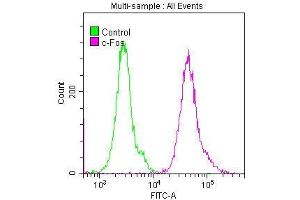 Flow Cytometry (FACS) image for anti-c-Fos (c-Fos) antibody (ABIN7127496)