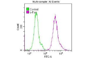 Overlay histogram showing Hela cells stained with ABIN7127496 (red line) at 1:50. (Recombinant c-FOS 抗体)