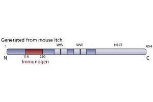 Image no. 3 for anti-Itchy E3 Ubiquitin Protein Ligase Homolog (ITCH) (AA 114-220) antibody (ABIN968415) (ITCH 抗体  (AA 114-220))