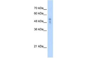 P2RX1 antibody used at 2. (P2RX1 抗体  (Middle Region))