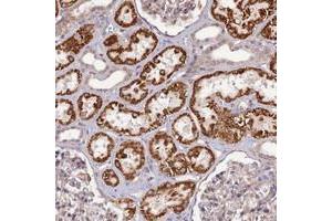 Immunohistochemical staining of human kidney with C16orf53 polyclonal antibody  shows strong cytoplasmic positivity in cells in renal tubules at 1:200-1:500 dilution. (PAGR1 抗体)