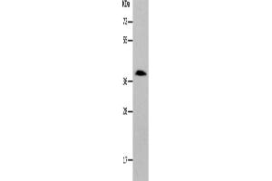 Western Blotting (WB) image for anti-Par-6 Partitioning Defective 6 Homolog alpha (PARD6A) antibody (ABIN2426327) (PARD6A 抗体)