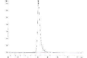 The purity of Cynomolgus MSLN is greater than 95 % as determined by SEC-HPLC. (Mesothelin Protein (MSLN) (Fc Tag))