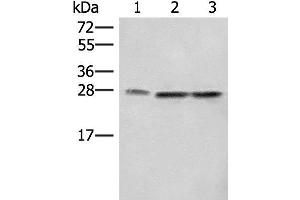 Western blot analysis of A172 LOVO and Hela cell lysates using SEC22B Polyclonal Antibody at dilution of 1:450 (SEC22B 抗体)