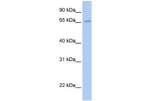 WB Suggested Anti-FXR2 Antibody Titration:  0. (FXR2 抗体  (Middle Region))