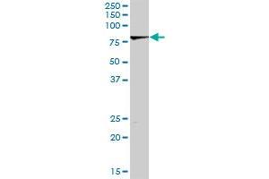 LIMK2 MaxPab rabbit polyclonal antibody. (LIMK2 抗体  (AA 1-686))
