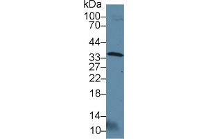 Western Blot; Sample: Rat Testis lysate; Primary Ab: 3µg/ml Rabbit Anti-Rat OTUB1 Antibody Second Ab: 0.