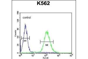 TEX9 Antibody (N-term) (ABIN654569 and ABIN2844274) flow cytometric analysis of K562 cells (right histogram) compared to a negative control cell (left histogram). (TEX9 抗体  (N-Term))