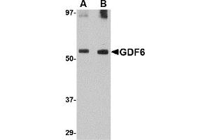 Western Blotting (WB) image for anti-Growth Differentiation Factor 6 (GDF6) (C-Term) antibody (ABIN1030411) (GDF6 抗体  (C-Term))