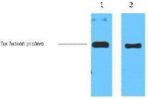 Western Blotting (WB) image for anti-Trx Tag antibody (ABIN3178571) (Trx Tag 抗体)