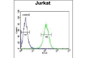 Flow cytometric analysis of Jurkat cells (right histogram) compared to a negative control cell (left histogram). (UTP6 抗体  (N-Term))