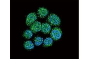 Confocal immunofluorescent analysis of BTK antibody with 293 cells followed by Alexa Fluor 488-conjugated goat anti-rabbit lgG (green). (BTK 抗体  (AA 209-239))