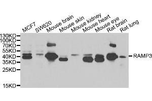 Western blot analysis of extracts of various cell lines, using RAMP3 antibody (ABIN5974058) at 1/1000 dilution. (RAMP3 抗体)
