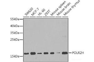 Western blot analysis of extracts of various cell lines using POLR2H Polyclonal Antibody at dilution of 1:1000. (POLR2H 抗体)