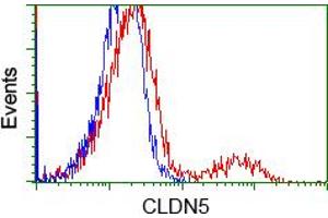 HEK293T cells transfected with either pCMV6-ENTRY CLDN5 (RC207122) (Red) or empty vector control plasmid (Blue) were immunostained with anti-CLDN5 mouse monoclonal (ABIN2452908), and then analyzed by flow cytometry. (Claudin 5 抗体)