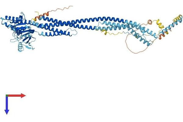 MFN2 Protein (AA 1-757) (His tag)