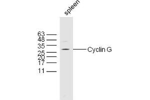 Western Blotting (WB) image for anti-Cyclin G1 (CCNG1) (AA 181-295) antibody (ABIN685837)