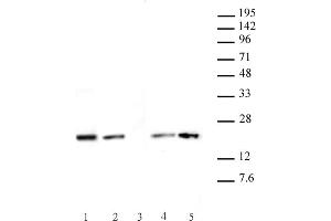 Histone H3. (Histone H3.1 抗体  (AA 21-39))
