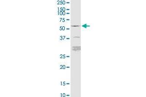 FKBP5 MaxPab rabbit polyclonal antibody. (FKBP5 抗体  (AA 1-457))