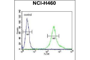 Flow cytometric analysis of NCI-H460 cells (right histogram) compared to a negative control cell (left histogram). (LPPR4 抗体  (C-Term))