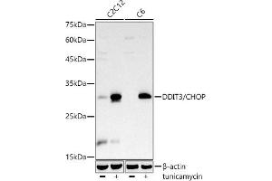 Western blot analysis of extracts of various cell lines, using DDIT3/CHOP antibody  at 1:1000 dilution. (DDIT3 抗体)