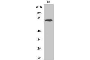 Western Blotting (WB) image for anti-Transforming, Acidic Coiled-Coil Containing Protein 3 (TACC3) (C-Term) antibody (ABIN3177599) (TACC3 抗体  (C-Term))