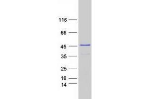 Validation with Western Blot (MBNL2 Protein (Transcript Variant 3) (Myc-DYKDDDDK Tag))