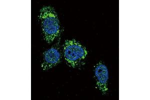 Confocal immunofluorescent analysis of GCK Antibody (N-term) (ABIN392390 and ABIN2842018) with HepG2 cell followed by Alexa Fluor 488-conjugated goat anti-rabbit lgG (green). (GCK 抗体  (N-Term))