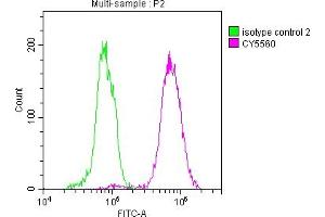 Overlay histogram showing Hela cells stained with ABIN7127352 (red line) at 1:50. (Recombinant ACLY 抗体)