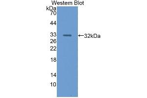 Detection of Recombinant Nidogen, Human using Polyclonal Antibody to Nidogen (NID) (Nidogen 抗体  (AA 971-1219))