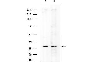 Western blot analysis of lysates from various samples, using RPS6 Mouse Monoclonal Antibody at 1/1000 dilution.