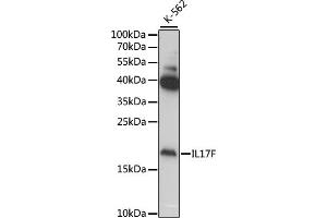 Western blot analysis of extracts of various cell lines, using IL17F antibody (ABIN6128141, ABIN6142320, ABIN6142321 and ABIN6222150) at 1:1000 dilution. (IL17F 抗体  (AA 31-163))