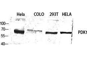 Western Blot (WB) analysis of specific cells using PDK1 Polyclonal Antibody. (PDPK1 抗体  (Thr222))