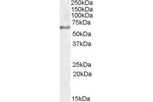 ABIN335168 (1µg/ml) staining of Human Hippocampus lysate (35µg protein in RIPA buffer). (SYT1 抗体  (Internal Region))