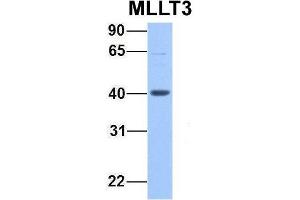 Host:  Rabbit  Target Name:  MLLT3  Sample Type:  721_B  Antibody Dilution:  1.