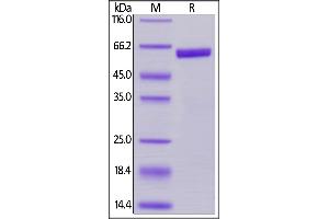 Biotinylated Human Prolactin, Fc,Avitag on  under reducing (R) condition. (Prolactin Protein (PRL) (AA 29-227) (Fc Tag,AVI tag,Biotin))