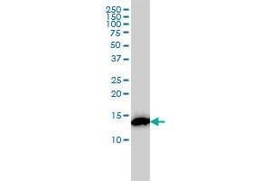 RPS19 monoclonal antibody (M01), clone 3C6 Western Blot analysis of RPS19 expression in K-562 . (RPS19 抗体  (AA 1-145))